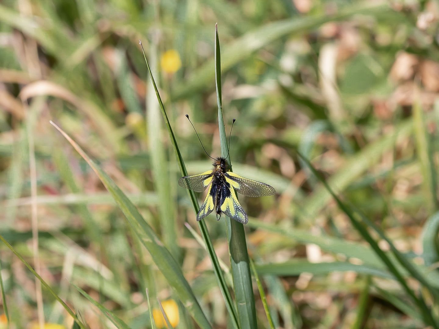 Ascalaphidae - Libelloides coccajus